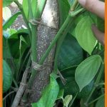 Budidaya lada dengan teknologi MMC