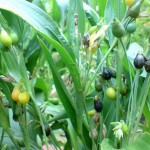 Hanjeli, Solusi pangan alternatif dan prospektif