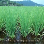 Kombinasi pupuk ala petani padi batuampar guna meningkatkan produktivitas padi