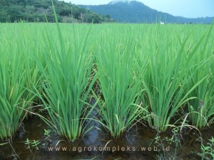 padi jenis argo umur 25 hari dengan pertumbuhan luar biasa setelah penggunaan pupuk MMC