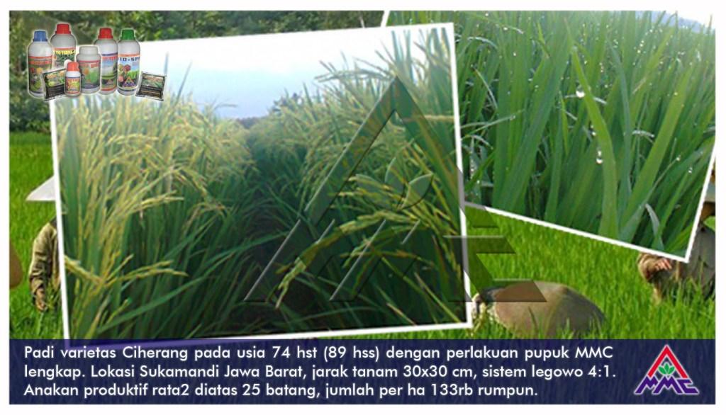 Budidaya padi - Padi varietas Ciherang paa usia 74 hst (89 hss) dengan perlakukan pupuk MMC lengkap. Lokasi Sukamandi Jawa Barat. Jarak tanam 30x30 cm, sistem legowo 4:1. Anakan produktif rata-rata diatas 25 batang, jumlah per ha 133rb rumpun.
