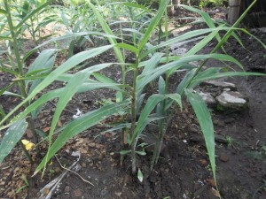 tanaman jahe umur 3 bulan