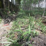 bedeng tanaman jahe ukuran lebar 1 meter