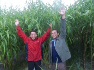 Budidaya tanaman hanjeli dengan pupuk MMC ketinggian bisa 2 meter lebih