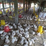 ayam pak H. Marzuki menggunakan radio yang sudah tahunan