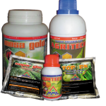 Satu benih jagung tumbuh 2 – 3 anakan dengan teknologi MMC