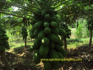 Pepaya california, teknik budidaya