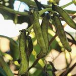 Tumpangsari budidaya kacang benguk untuk pengendalikan alang-alang / gulma