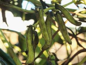 Kacang kara benguk ( Mucuna Pruriens sp )