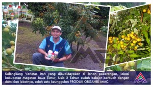 Budidaya kelengkeng. Kelenkeng varietas Itoh yang dibudidayakan di lahan pekarangan, lokasi kabupaten Magetan Jawa Timur, Usia 2 tahun sudah belajar berbuah dengan demikian lebatnya, salah satu keunggulan Produk Organik MMC.
