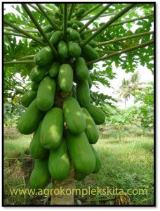 Pepaya california, kates, pandun budidaya, teknis budidaya pepaya kalifornia, kalina