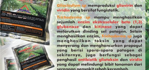 SUPER GLIO merupakan pestisida biologi yang mengandung bahan aktif : Gliocladium sp Trichoderma sp Gliocladium sp. berfungsi sebagai, parasitisme, kompetisi, dan antibiosis yang dapat memproduksi gliovirin dan viridin yang merupakan antibiotik yang bersifat fungistatik. Gliovirin merupakan senyawa yang dapat menghambat pertumbuhan beberapa jamur patogen dan bakteri. Trichoderma sp mampu menghasilkan sejumlah enzim ekstraseluler beta (1,3) glukonase dan kitinase yang dapat melarutkan dinding sel patogen. Selain menghasilkan enzym, Trichoderma sp juga menghasilkan toksin yang dapat menyerang dan menghancurkan propagul yang berisi spora-spora patogen disekitarnya Juga berfungsi sebagai penghasil antibiotik gliotoksin dan viridin yang dapat melindungi bibit tanaman dari serangan penyakit rebah kecambah.