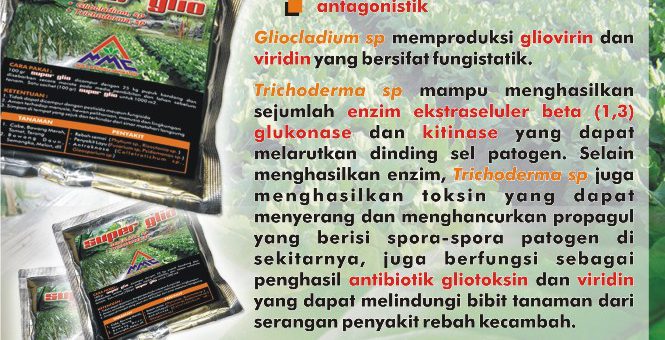 SUPER GLIO merupakan pestisida biologi yang mengandung bahan aktif : Gliocladium sp Trichoderma sp Gliocladium sp. berfungsi sebagai, parasitisme, kompetisi, dan antibiosis yang dapat memproduksi gliovirin dan viridin yang merupakan antibiotik yang bersifat fungistatik. Gliovirin merupakan senyawa yang dapat menghambat pertumbuhan beberapa jamur patogen dan bakteri. Trichoderma sp mampu menghasilkan sejumlah enzim ekstraseluler beta (1,3) glukonase dan kitinase yang dapat melarutkan dinding sel patogen. Selain menghasilkan enzym, Trichoderma sp juga menghasilkan toksin yang dapat menyerang dan menghancurkan propagul yang berisi spora-spora patogen disekitarnya Juga berfungsi sebagai penghasil antibiotik gliotoksin dan viridin yang dapat melindungi bibit tanaman dari serangan penyakit rebah kecambah.
