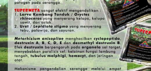 Pestisida biologi SUPERMETA mengandung Metarhizium anisopliae, yang merupakan jamur entomopatogen, artinya jamur yang bersifat patogen pada serangga.