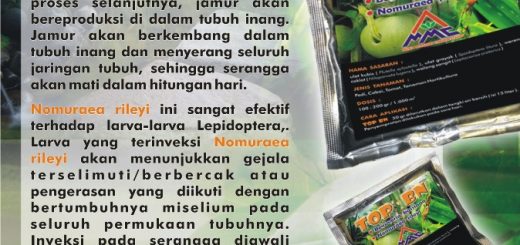 TOP BN merupakan pestisida biologi yang mengandung spora: Nomuraea rileyi, Beauveria bassiana