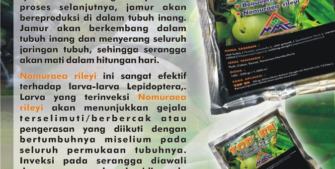 TOP BN merupakan pestisida biologi yang mengandung spora: Nomuraea rileyi, Beauveria bassiana