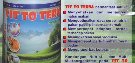 VIT TO TERNA adalah suplemen untuk ternak yang terbuat dari bahan yang berkualitas, mengandung nutrisi Asam-asam amino essensial, mineral-mineral dan vitamin-vitamin, serta mikrobia pendukung pencernaan ternak seperti mikrobia asam laktat, mikrobia selulotik, mikrobia amilolitik. Selain menambah nutrisi secara langsung, VIT TO TERNA akan mengoptimalkan pakan yang diberikan pada ternak untuk dirubah menjadi daging / telur, energi / kalori dan meningkatkan daya tahan ternak terhadap serangan penyakit.