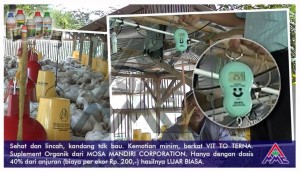 Sehat dan lincah, kandang tidak bau, kematian minim berkat Vittoterna, Suplemen organik dari MMC. Hanya dengan dosis 40% dari anjuran (biaya per ekor Rp.200,-) hasilnya luar biasa.
