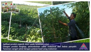 Budidaya Cabai, Aplikasi produk organik MMC pada tanaman cabai. Dengan produk lengkap, pertumbuhan cabai maksimal dan bebas penyakit. Tanaman sangat sehat dengan potensi hasil yang maksimal.