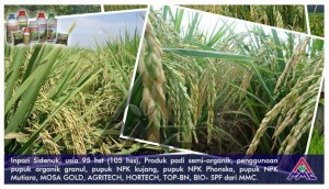 Budidaya padi Inpari Sidenuk, usia 95 hst (105 hss), Produk padi semi organik. Penggunaan pupuk organik granul, pupuk NPK kujang, pupuk NPK Phonska, pupuk NPK Mutiara, Mosa Gold, Agritech, Hortech, Top-BN, Bio-SPF dari MMC.