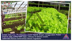 Budidaya selada. Selada lokal yang dibudidayakan secara organik dengan menggunakan produk organik MMC. Terlihat lebih segar walaupun di dataran rendah. Lokasi desa bulusan Sardonoharjo, Ngaglik, Sleman, Yogyakarta
