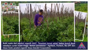 Budidaya tomat. Bukti nyata dari produk organik MMC. Tanaman tomat sehat, bebas busuk daun sekalipun curah hujan tinggi. Berkat pemakaian; Agritech, Hortech, Bio-SPF dan Mosa Gold, produk organik Mosa Mandiri Corporation