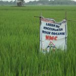 Pedoman budidaya Padi