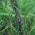 Padi jenis melik jowo / hitam / kresna