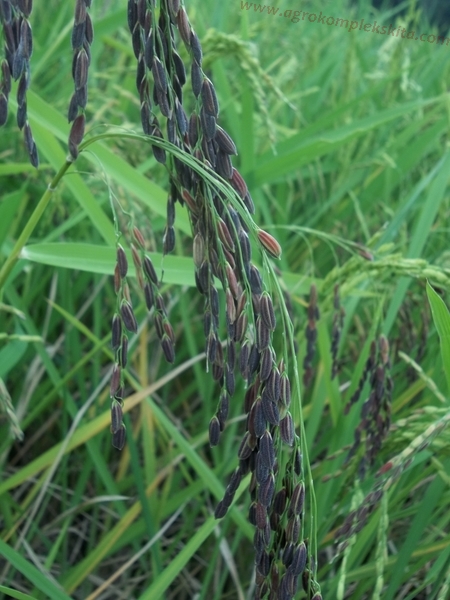 Padi jenis melik jowo / hitam / kresna