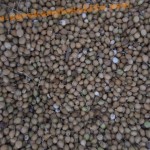 Panen Hanjeli lahan milik Mas Baron Sani