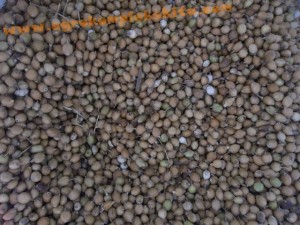 Panen Hanjeli lahan milik Mas Baron Sani