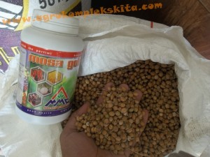 Panen Hanjeli dengan pupuk MMC siap untuk diselep (di penggilingan beras)