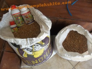 Panen Hanjeli dengan pupuk MMC siap untuk diselep (di penggilingan beras)