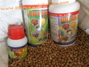 Panen Hanjeli dengan pupuk MMC