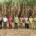 Atasi Uret, Jamur Metarhizium anisopliae Tingkatkan Produktivitas Tebu