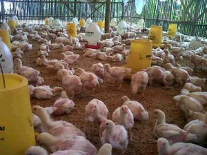 Ayam broiler dengan viitoterna, lahap makan, sehat dan bersih