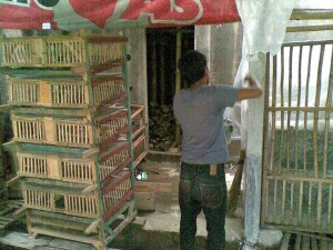 Peternak broiler sahabat MMC