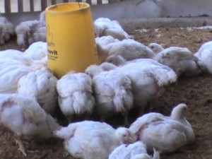 Ayam broiler dengan viitoterna, lahap makan, sehat dan bersih