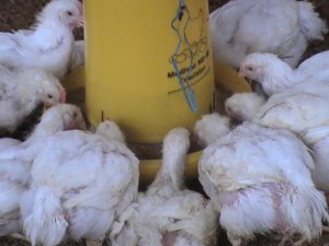Ayam broiler dengan viitoterna, lahap makan, sehat dan bersih