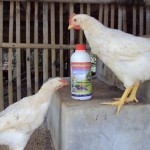 Aneka ria ayam vittoterna