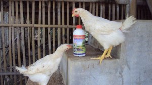 OOooohhHH..... INI TO YANG BIKIN AKU dan TEMAN-TEMANKU SEHAATTT.... ya..ya..