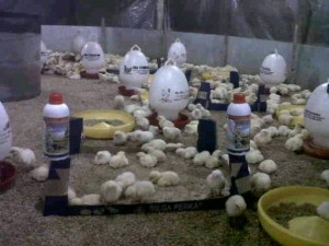 Gara-gara vittoterna peternak bisa jadi milioner