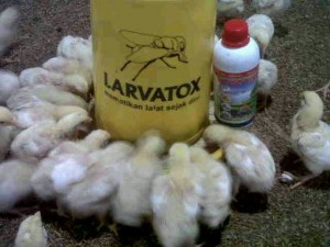 Gara-gara vittoterna peternak bisa jadi milioner