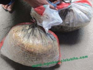 Semua bahan setelah dicampur ditutup rapat dalam karung, simpan sampai beberapa kurang lebih 1 minggu