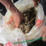 Setelah jadi karung bisa dibuka, akan ada perubahan warna dan aroma yang harum