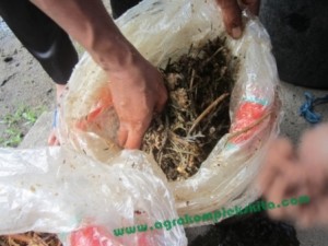 Setelah jadi karung bisa dibuka, akan ada perubahan warna dan aroma yang harum