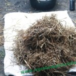 Bahan Silase jerami, fermentasi pakan - Jerami