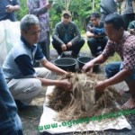 Semua bahan dicampur, diberi Tetes campuran tetes tebu+vittoterna+air secukupnya, campur secara merata