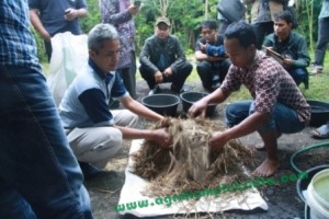 Semua bahan dicampur, diberi Tetes campuran tetes tebu+vittoterna+air secukupnya, campur secara merata