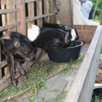 Pakan yang sudah jadi siap diberikan pada ternak